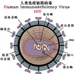 人体免疫缺陷病毒